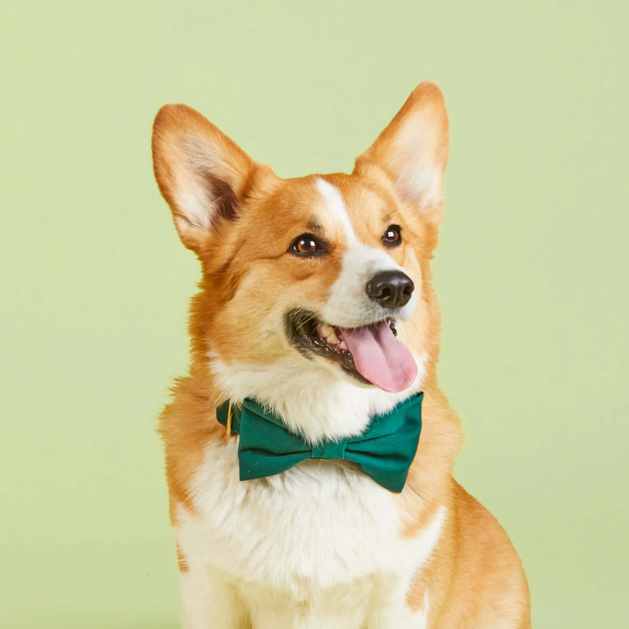 Evergreen Bow Tie Collar